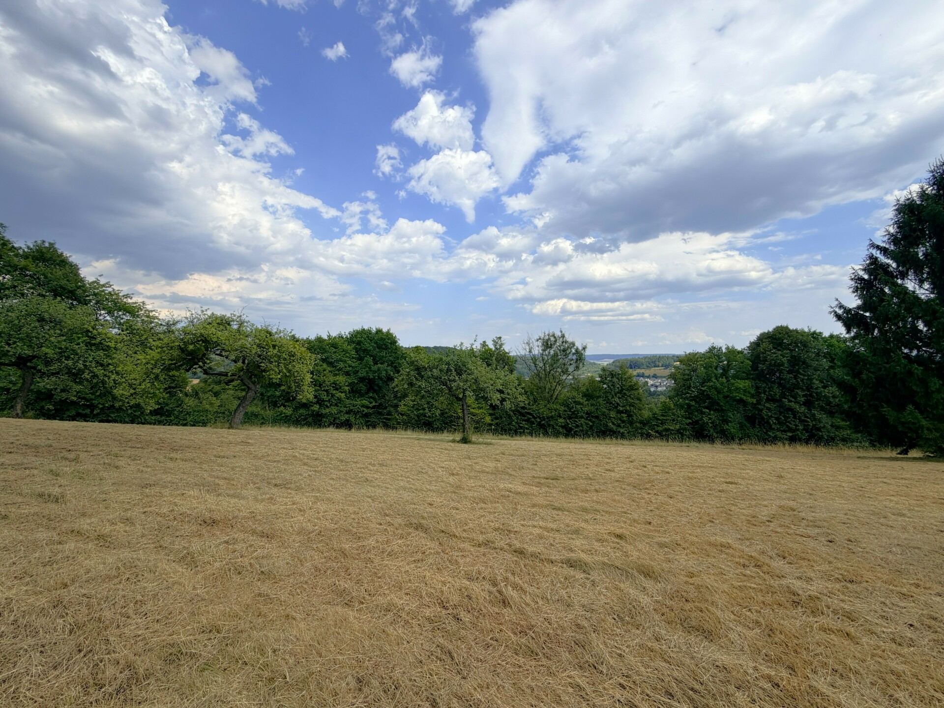 jardin 2.jpg